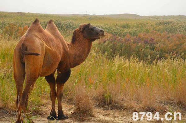 野骆驼的“空调器”