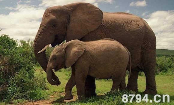 大象为什么吃岩石