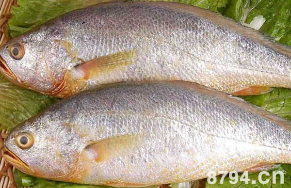 黄花鱼的功效与作用 黄花鱼的营养价值及成分
