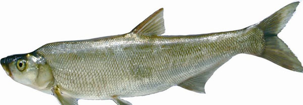 白鱼的功效与作用及食用禁忌 白鱼的营养成分