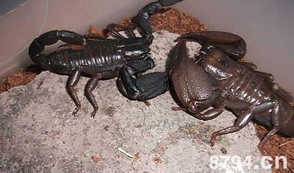 蝎子生长发育对环境条件的要求 