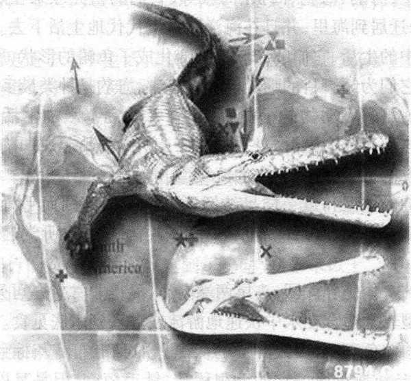 凶恶的“活化石”湾鳄