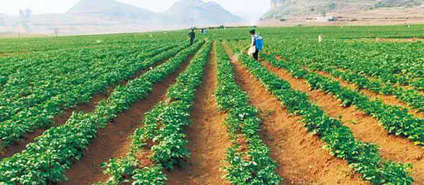 马铃薯(土豆)种植生长发育要求的环境条件