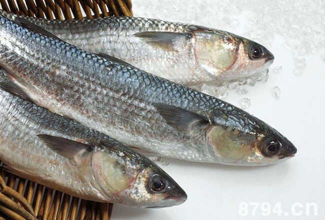 鲻鱼的营养价值与功效作用 鲻鱼食疗方选