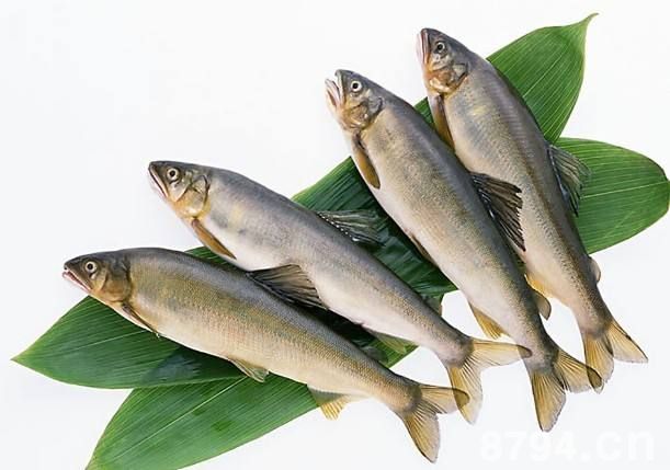 鳓鱼营养成分与功效与作用 鳓鱼食疗方选