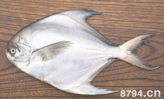 银鲳鱼的营养价值与功效与作用 银鲳鱼的食疗做法