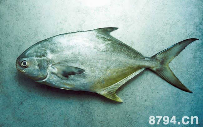银鲳鱼的营养价值与功效与作用 银鲳鱼的食疗做法