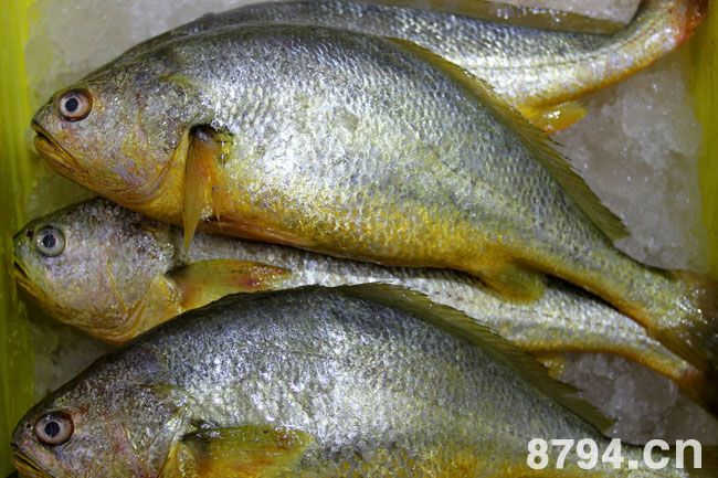 黄花鱼的功效作用与营养成分 石首鱼食疗做法与食用禁忌