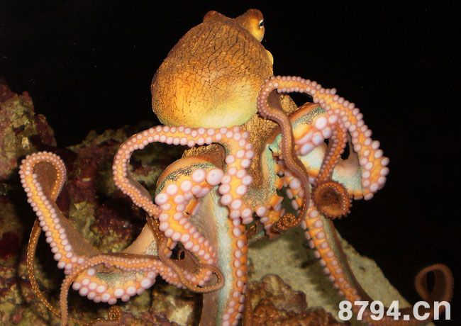 章鱼的功效与作用与营养成分 章鱼食疗做法