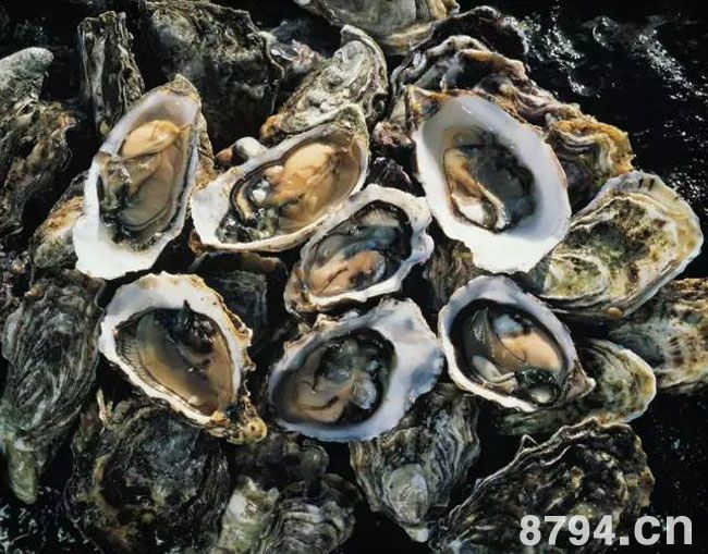 牡蛎的功效与作用与营养成分 牡蛎的食疗做法及食用禁忌
