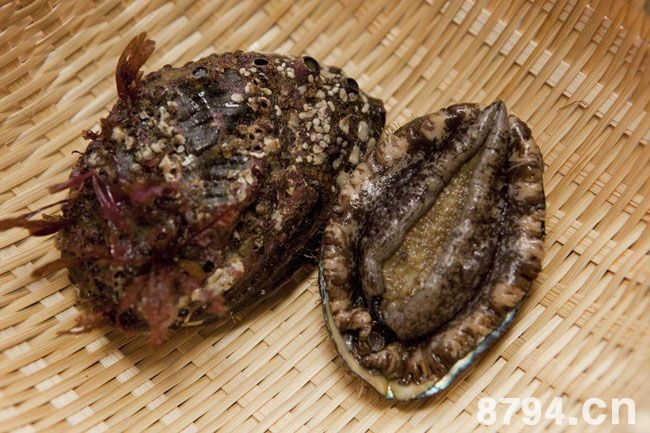 鲍鱼壳的功效与作用及食用禁忌 鲍鱼壳的药用价值介绍