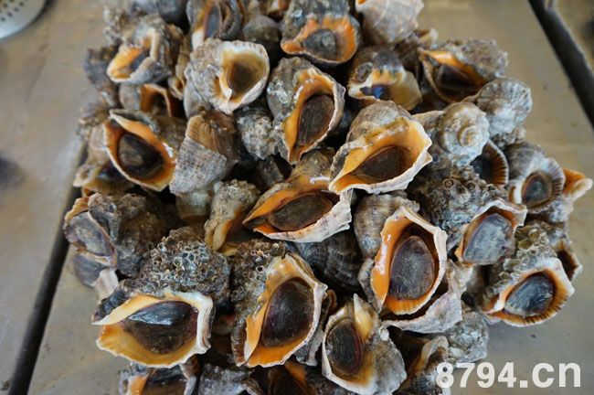 海螺的营养价值及功效作用 海螺的食疗做法与食用禁忌