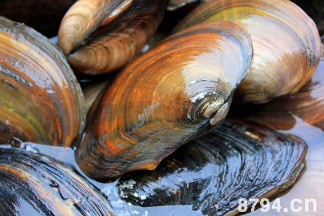 河蚌的营养价值与功效作用 河蚌的食疗做法与食用禁忌