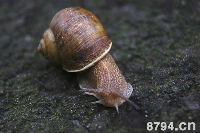 蜗牛的功效与作用及食用禁忌 蜗牛别名叫什么