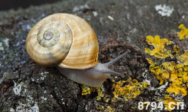 蜗牛的功效与作用及食用禁忌 蜗牛别名叫什么
