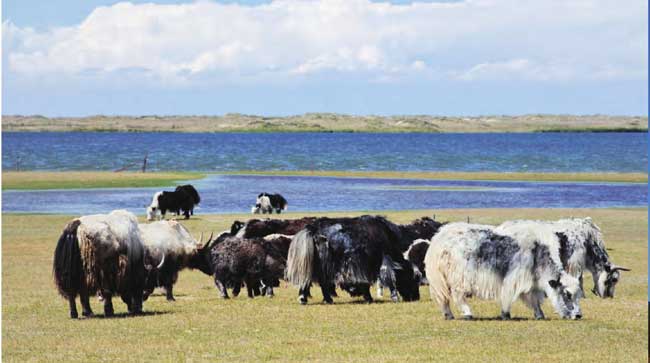 一群牦牛在湖边悠闲地觅食散步。