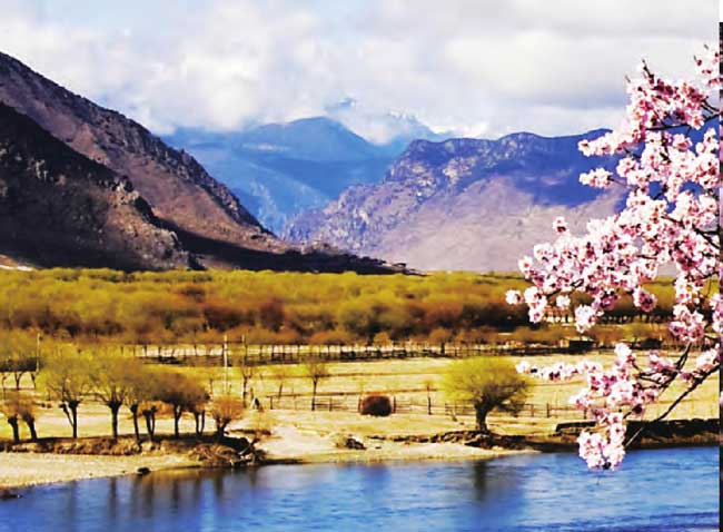 一簇簇粉艳的桃花构成尼洋河畔一道亮丽的风景线。