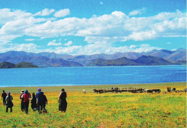 瓦蓝的湖畔，牧群正尽情地享受着甘草，个个膘肥体壮。