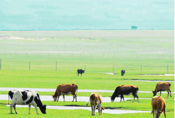 内蒙古最美值得去的地方呼伦贝尔草原:每一口呼吸都伴着青草香味 