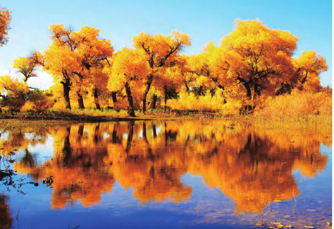 秋季，沿岸金黄的胡杨依旧高大挺拔，在蓝天湖水的映衬下美如一幅天然的山水画。