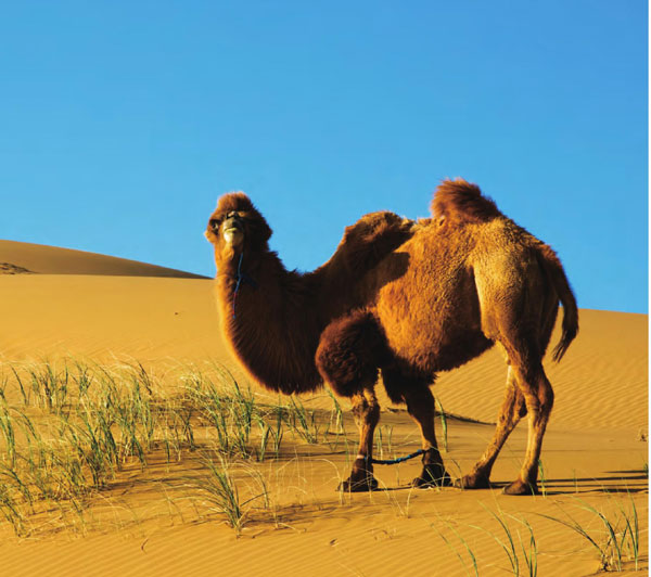 骆驼是西部特有的动物，常被用来运输货物。