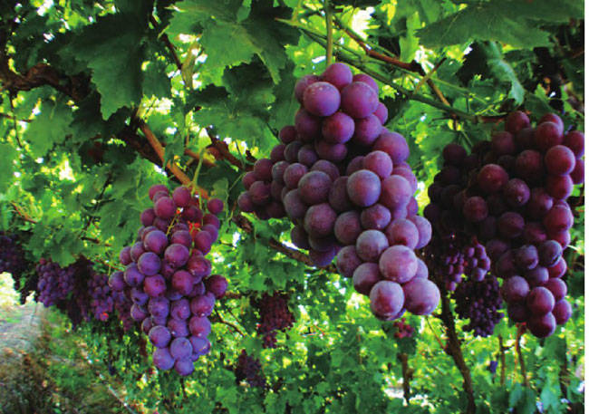 葡萄架下，挂满了一串串汁浓肉肥的新疆葡萄。