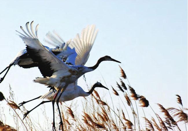 扎龙湿地的介绍放鹤地点在哪里 黑龙江扎龙湿地丹顶鹤与芦苇荡的恋歌