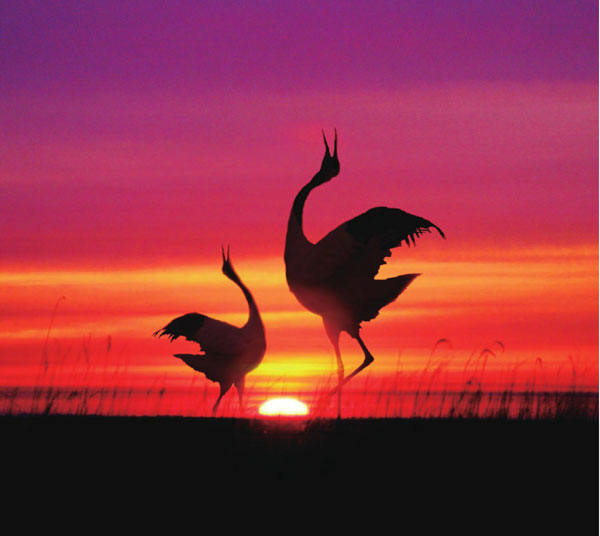 一对丹顶鹤迎着火红的朝阳欢快起舞，婀娜多姿。