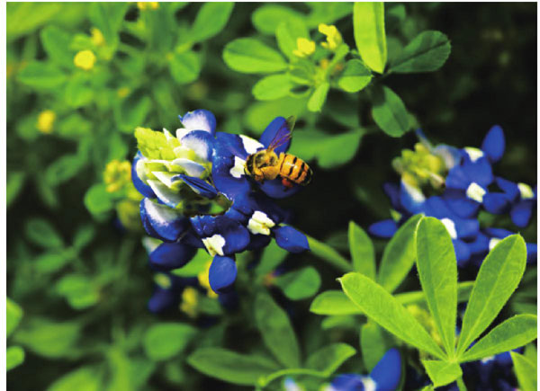 浓郁的花香总是吸引着蜜蜂的光顾。