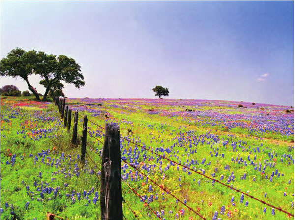 德州的蓝帽花遍布平原乡野，与野草和其他野花相互参杂，或蓝或绿或红或黄，美不胜收。