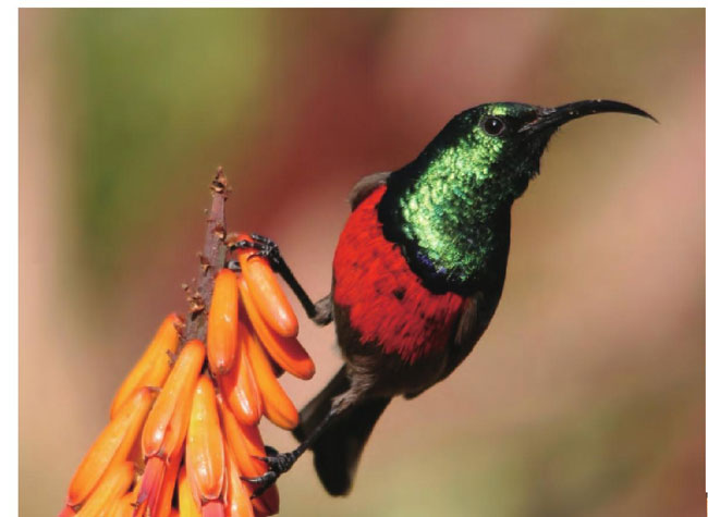 有着一身红绿相配且色泽油亮的太阳鸟是当地的珍贵益鸟。