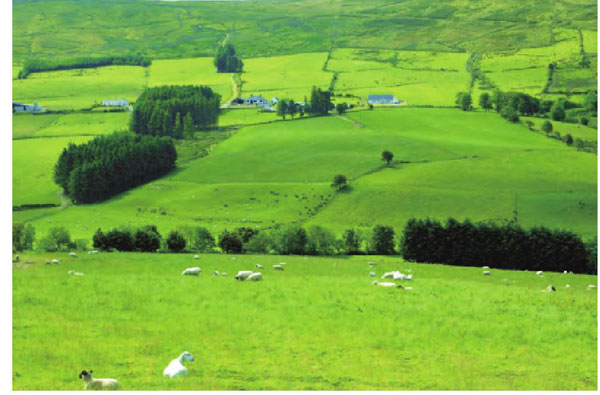 在爱尔兰牧区，成片鲜嫩的三叶草也是牧群最爱的美食。