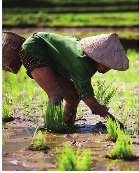 春天里，农民在稻田里插秧。