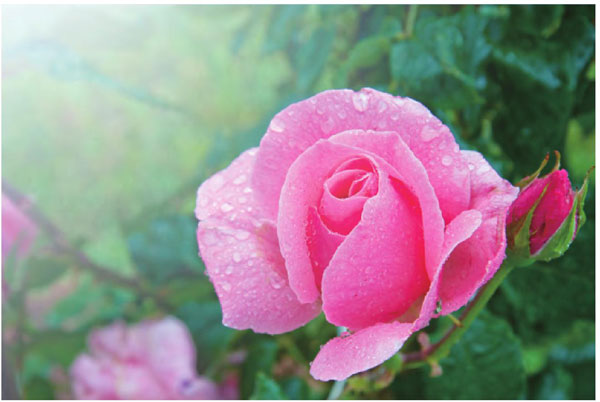 清晨，满是露珠的玫瑰花像刚刚出浴的女子，美丽而又娇羞。
