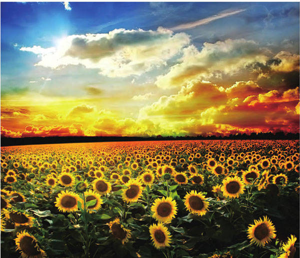 成片的向日葵在阳光的照射下金光闪耀，怒放的花盘散发着生命的热情、蓬勃。