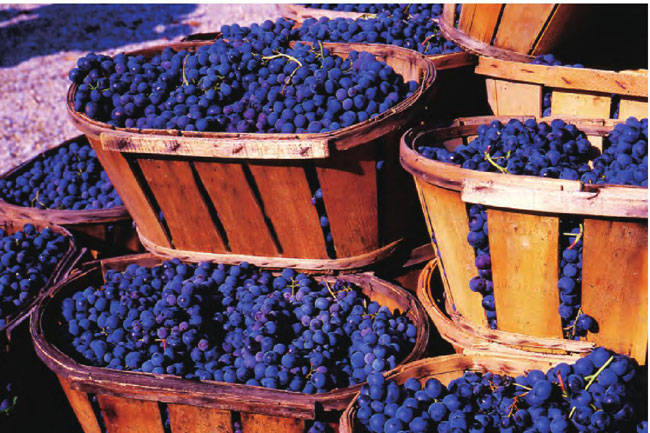 法国盛产葡萄酒，卢瓦尔河的葡萄优质饱满，清甜爽口。