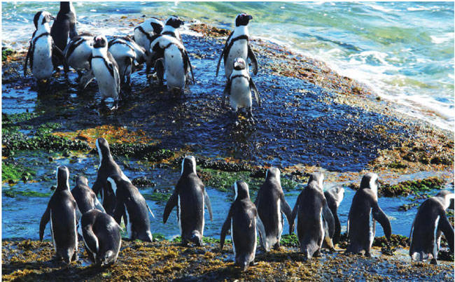 开普敦的企鹅体型较小，憨厚的样子尤为可爱，它们每天都在海岸旁尽情玩耍。