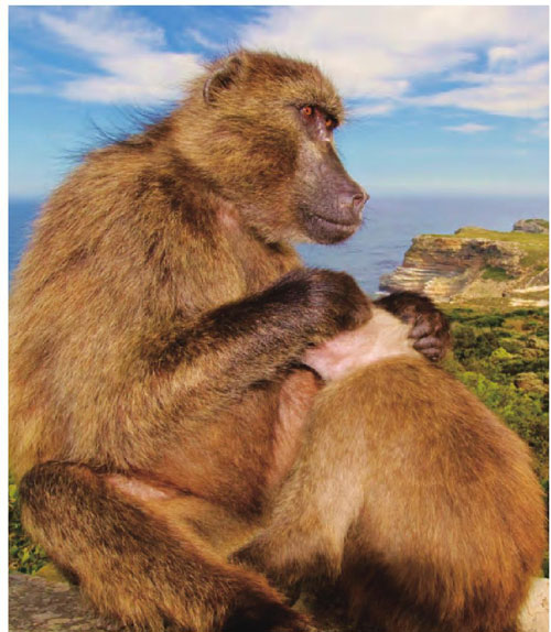 狒狒妈妈正在给孩子清理毛发，极显母爱温情。