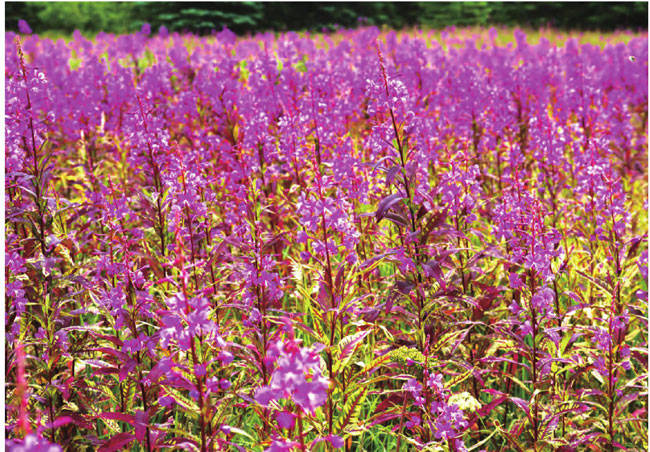 大面积生命力顽强的紫色火草，赋予了阿拉斯加的生命与活力。