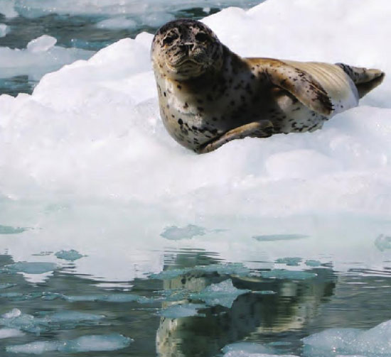 冰川在春天渐渐融化，阿拉斯加海豹悠闲地躺在碎冰上。