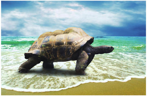 黄金海岸边，一只已过百岁的海龟正在这片美丽的沙滩上吃力地向前爬行。