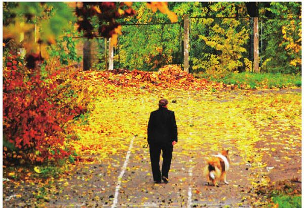 秋季的魁北克，地上的落叶铺了一层又一层，老人带着宠物在这条宁静而金黄的路上悠闲地散着步。