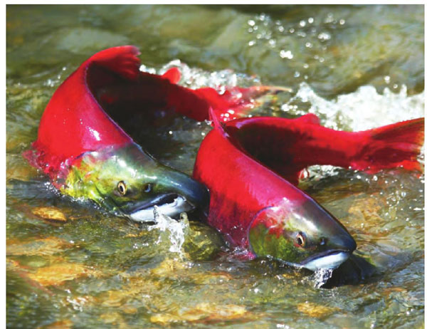 色泽抢眼的鲑鱼是菲沙河的标志，雄性鲑鱼往往同雌性鲑鱼如影随形，好不恩爱。