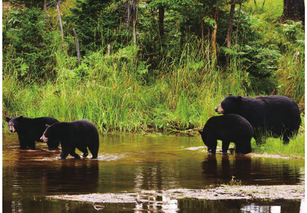 黑熊是公园里最常见的动物，别看它们体型庞大，骨子里却是憨厚可爱。