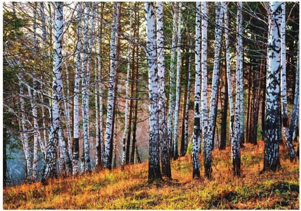 白桦林是俄罗斯民族的象征，每至秋季，成片的白桦林更显诗意。