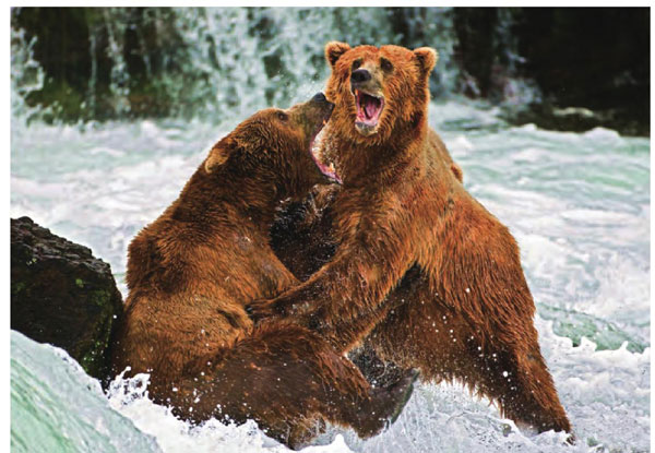 堪察加半岛是棕熊的理想家园，它们常在水边捕食嬉戏。