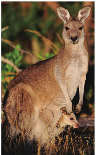 袋鼠妈妈一脸和蔼，孩子尽享育儿袋里的舒适。