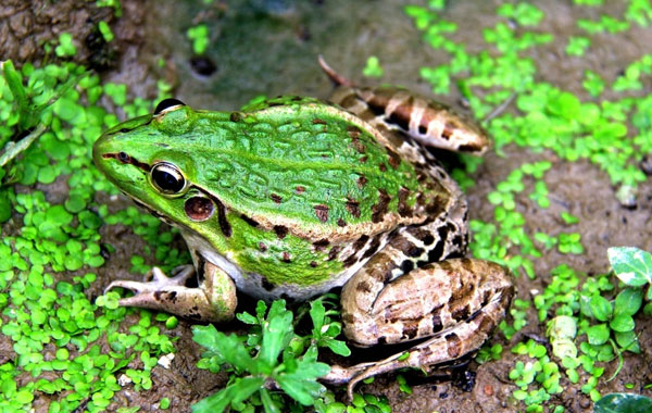 青蛙的功效与作用及食用禁忌 青蛙食疗方选